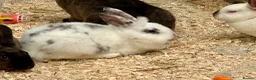 Mixed Breed rabbits for sale: Young rabbits, 9-11 weeks old - Advert 5
