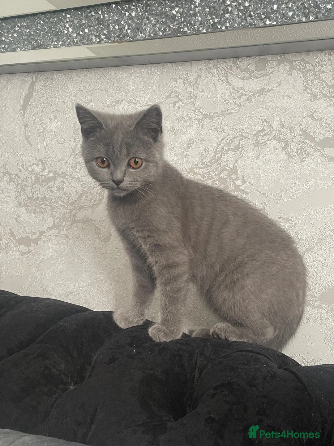 British Shorthair cats for sale: Beautiful male kitten BSH - Advert 2
