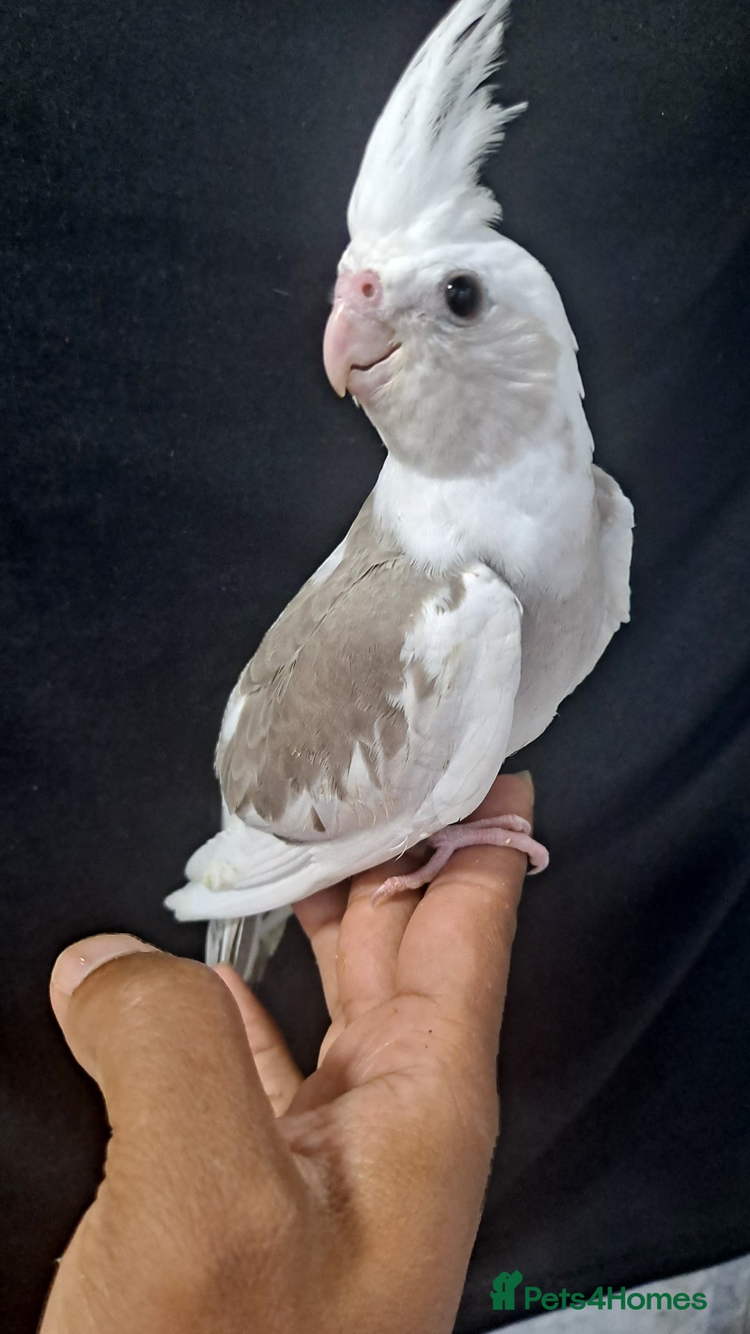 Cockatiels birds for sale: Hand tamed baby cockatiels for sale  - Image 2