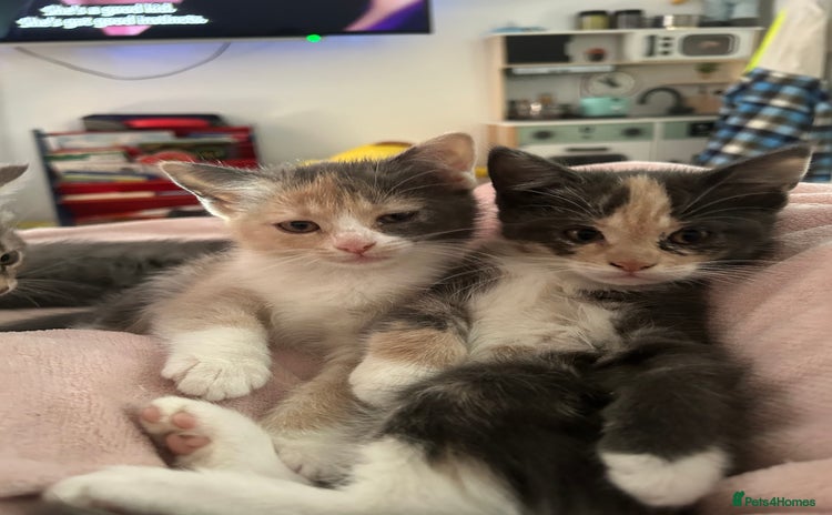 Siberian cats - Advert 1