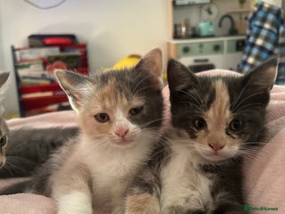 Siberian cats - Advert 1