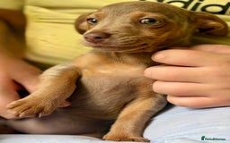 Jack Russell dogs for sale: Jack Russell’s lilac and Tan.  - Image 12