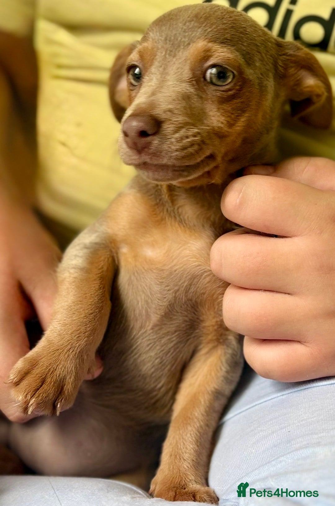 Jack Russell dogs for sale: Jack Russell’s lilac and Tan.  - Image 12