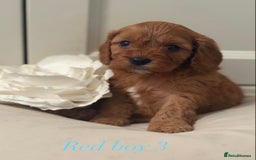 Cavapoo dogs for sale: 8 F1 dna health tested Cavapoos  - Image 1