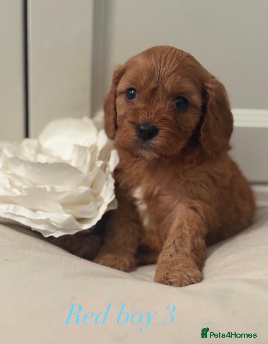 Cavapoo dogs for sale: 8 F1 dna health tested Cavapoos  - Image 1