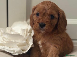 Cavapoo dogs - Advert 4