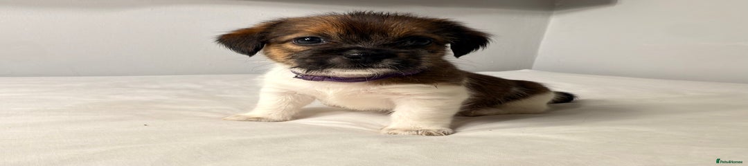 Puppy 2 - Purple