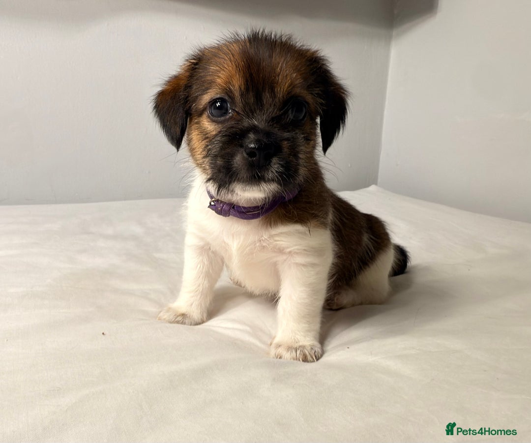 Mixed Breed dogs for sale: Stunning Jack tzu puppies. Jack Russell x Shih Tzu - Image 9