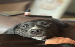 Mixed Breed dogs for sale: Rehoming needed - Advert 6