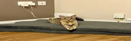 Savannah cats for sale: Special F2 Savannah Girl Seeking Forever Love ❤ - Advert 1