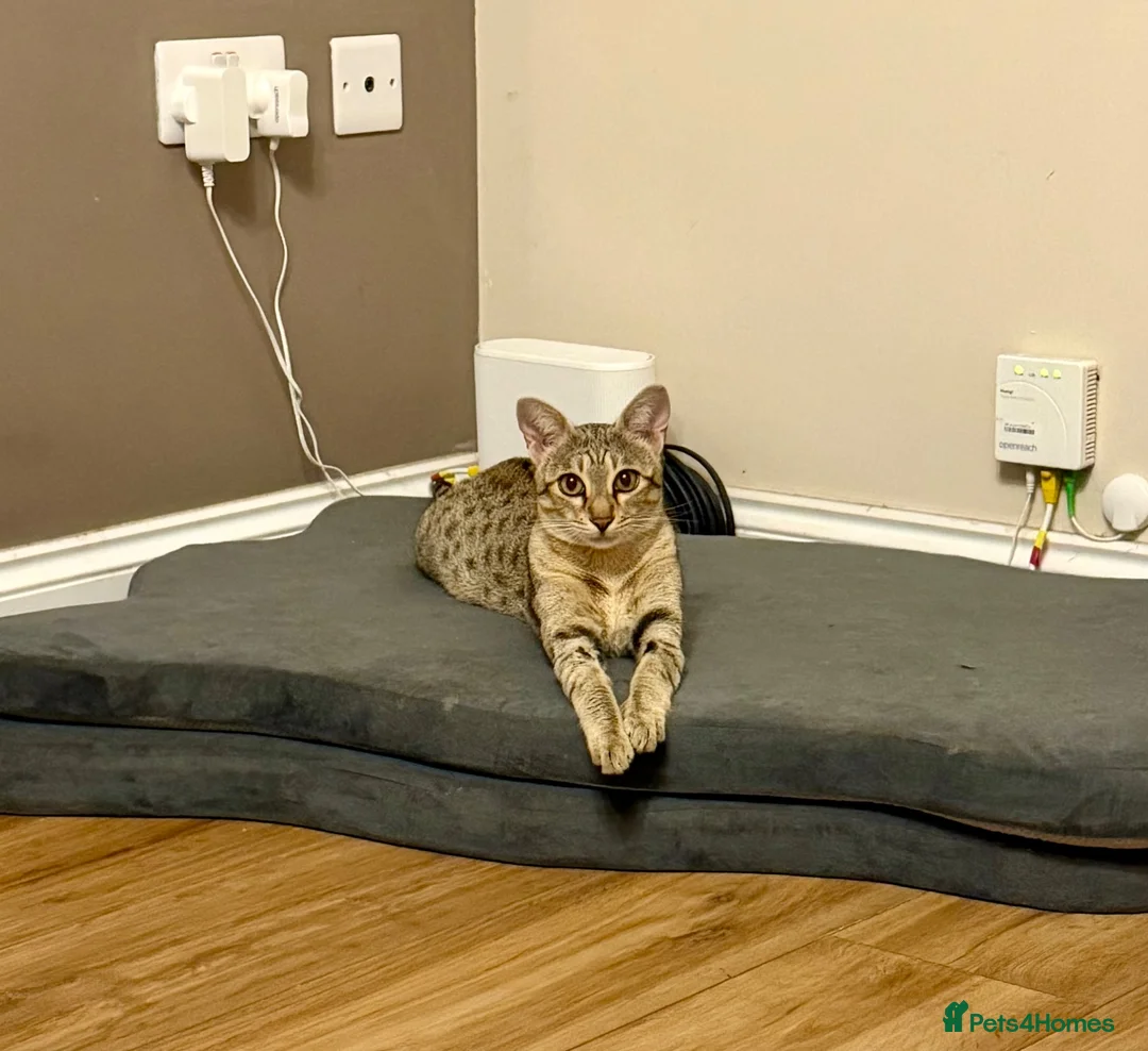 Savannah cats for sale: Special F2 Savannah Girl Seeking Forever Love ❤ - Advert 1