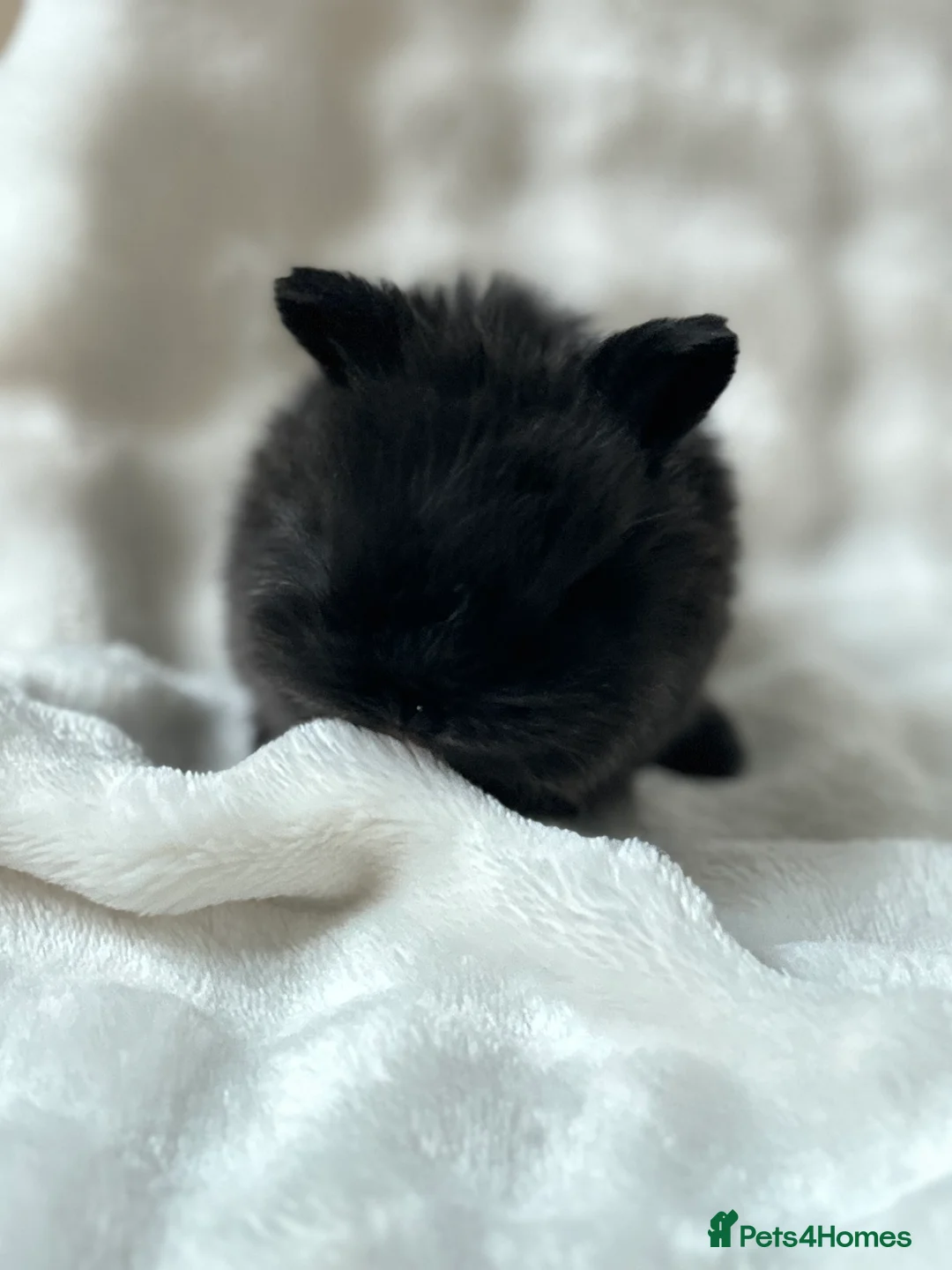 Mini Lop rabbits for sale: Beautiful Pure Bred Mini Lops - Advert 6