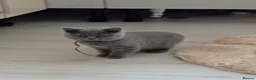 British Shorthair cats for sale: Gorgeous British Shorthair Blue Kittens in Shepperton - Advert 11