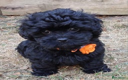 Mixed Breed dogs for sale: Poodle-Pekingese (peekapoo) pups - Image 1