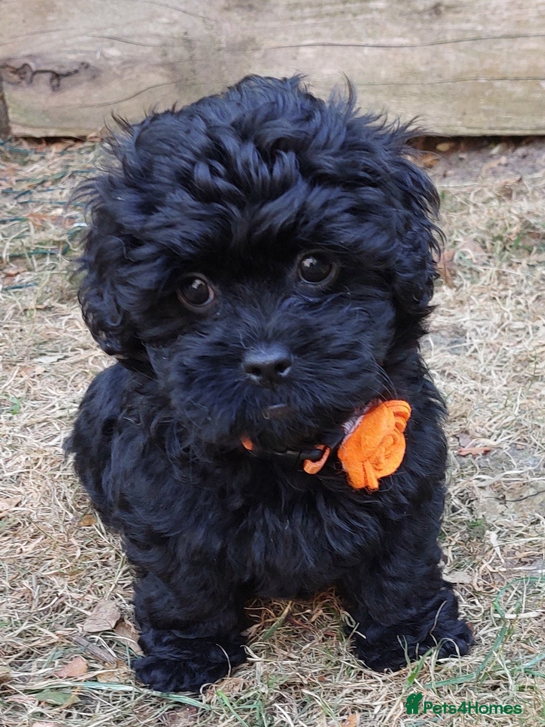 Mixed Breed dogs for sale: Poodle-Pekingese (peekapoo) pups - Image 1