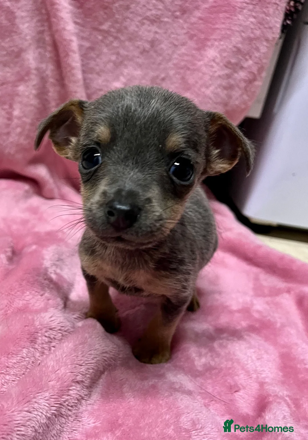 Jack Russell dogs for sale: Jack Russell puppies !!! - Advert 8