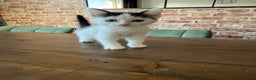 Ragdoll cats for sale: Ragdoll mix boy kitten last in litter reduced £375 - Advert 8