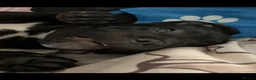 Cane Corso dogs for sale: Purebred Cane Corso puppy, Last one left🐾 - Advert 3