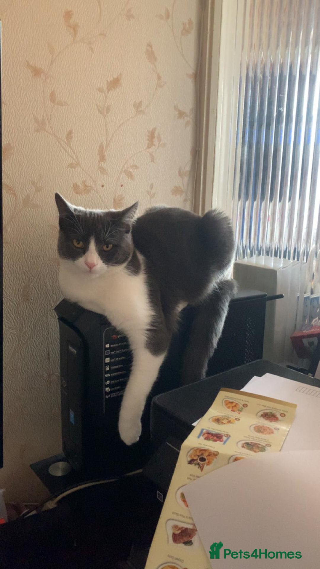 British Shorthair cats for sale: Stella - Advert 1