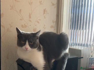 British Shorthair cats Stella - Advert 1