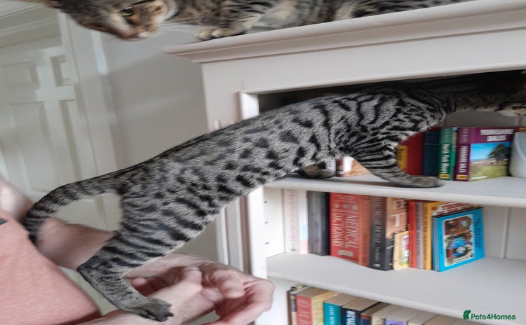 Savannah cats - Advert 15