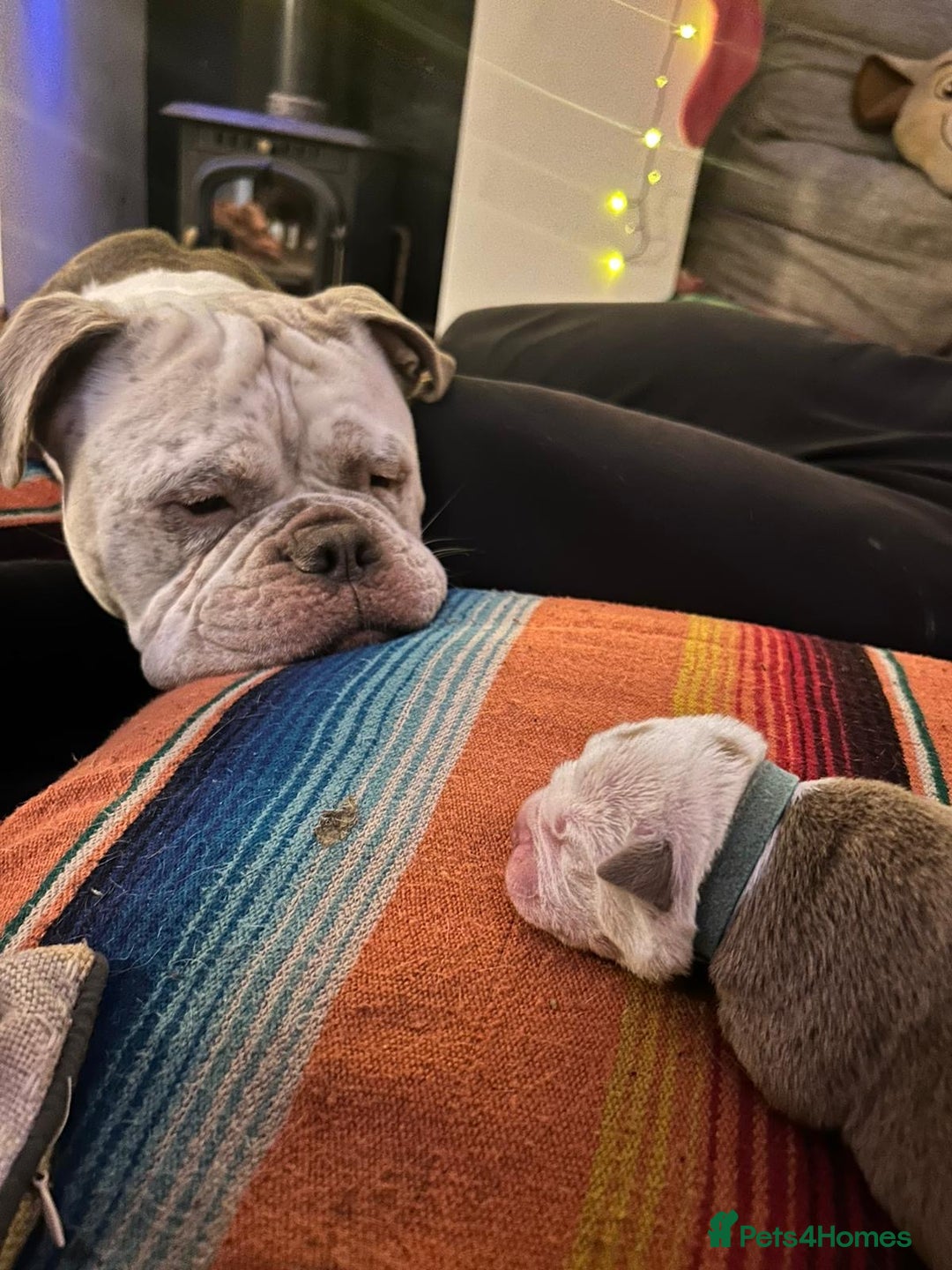 Olde English Bulldogge dogs for sale: Olde English Bulldog Puppies - Family Raised  - Advert 3