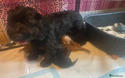 Cockapoo dogs for sale: Beautiful COCKAPOO pups  - Image 9