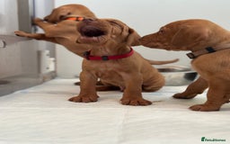 Hungarian Vizsla dogs for sale: Amazing Hungarian vizsla puppies - Image 18