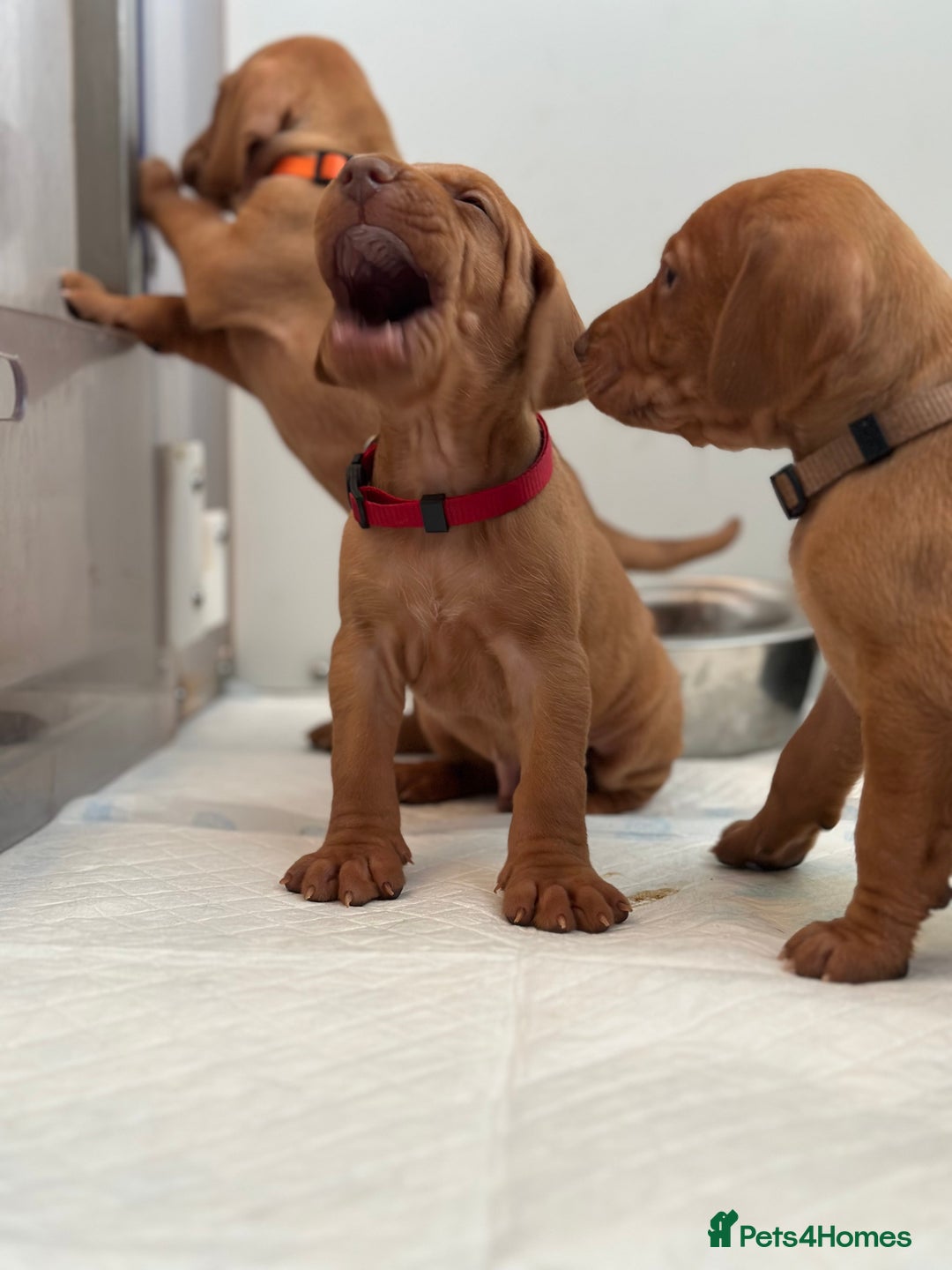 Hungarian Vizsla dogs for sale: Amazing Hungarian vizsla puppies - Image 18