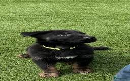 German Shepherd dogs for sale: German shepherd puppies  - Image 8