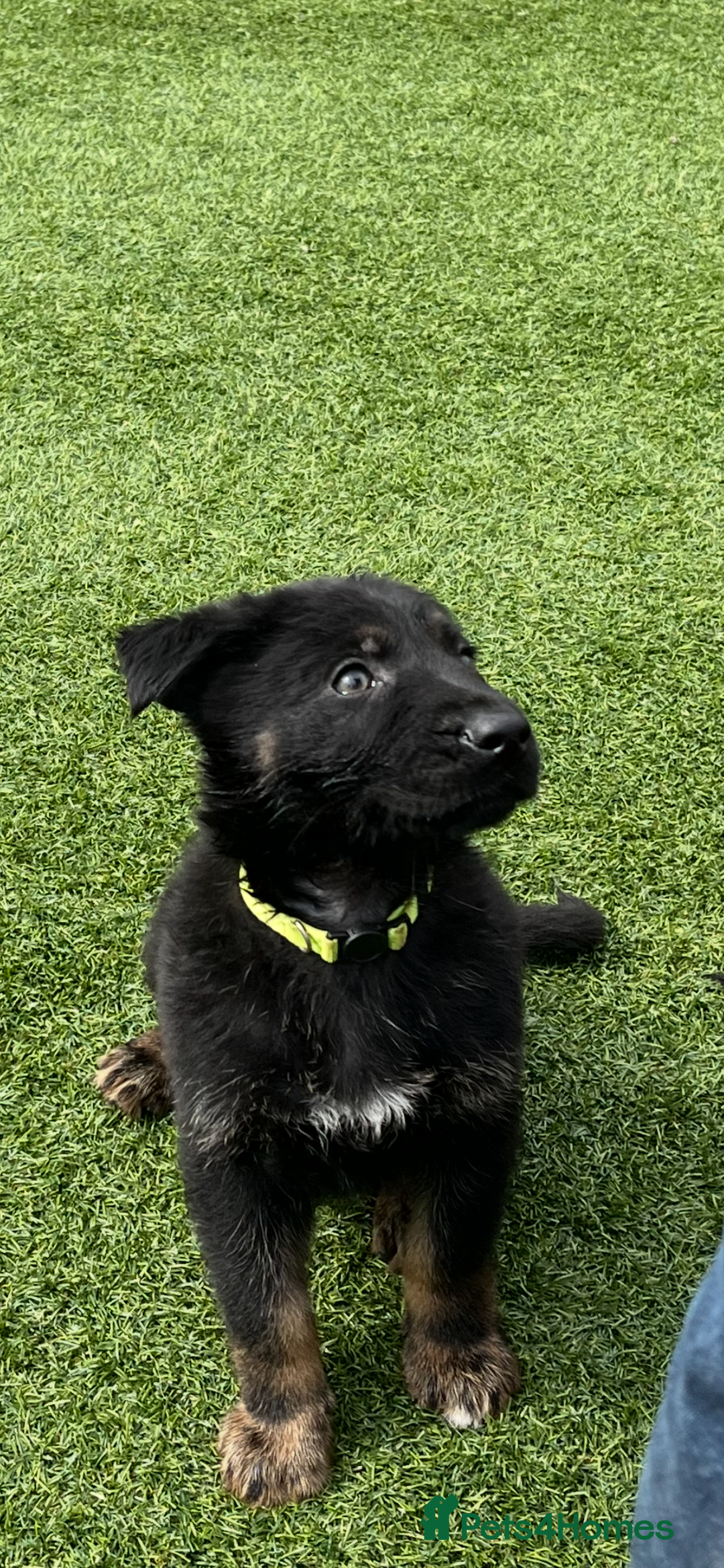 German Shepherd dogs for sale: German shepherd puppies  - Image 8