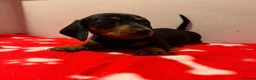 Miniature Dachshund dogs for sale: Pure miniature dachshund pups long and short coat  - Advert 5