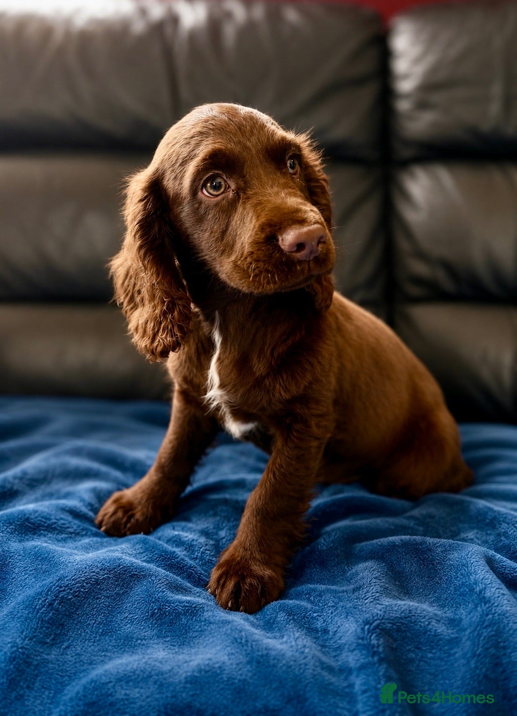 Cocker Spaniel dogs Chocolate cocker ready now!!!  - Advert 2