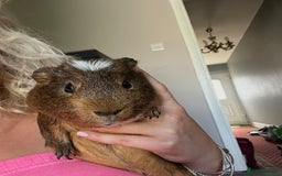 Guinea Pig rodents for sale: Two male guinea pigs  - Advert 1