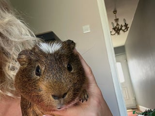Guinea Pig rodents for sale: Two male guinea pigs - Advert 1