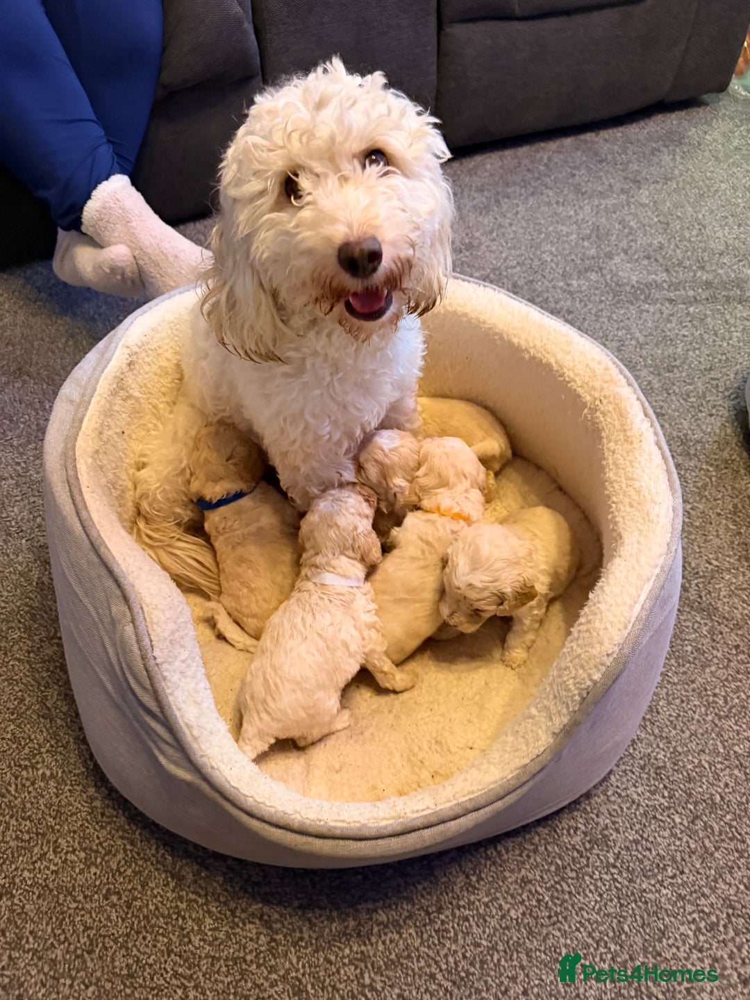 Cockapoo dogs for sale: F2 Toy cockapoo - Advert 22