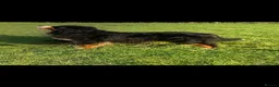 Bernese Mountain Dog dogs for stud: Outstanding Bernese mountain dog STUD in Chesterfield - Advert 5