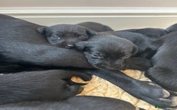 Labrador Retriever dogs for sale: Black Labrador puppies, KC reg  - Image 20
