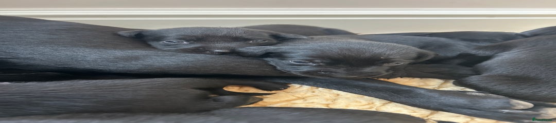 Labrador Retriever Puppy 9