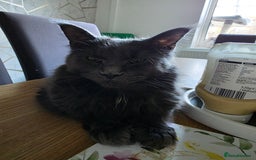 Maine Coon cats for sale: Russian maincoon  - Image 2