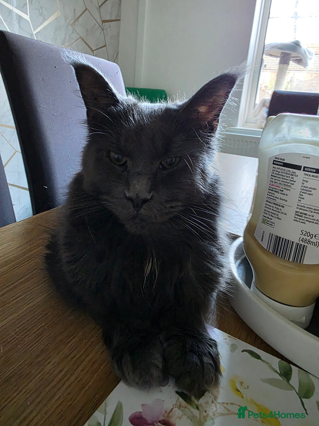 Maine Coon cats for sale: Russian maincoon  - Image 2