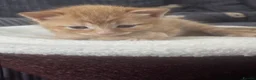 Mixed Breed cats for sale: 5 mixed breed kittens for sale - Advert 11