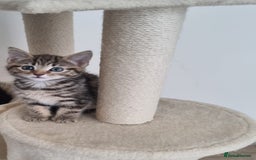 Maine Coon cats for sale: 4 beautiful  maine coon cross  kittens  - Image 2
