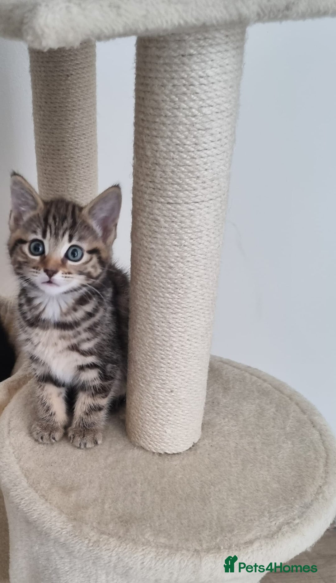 Maine Coon cats for sale: 4 beautiful  maine coon cross  kittens  - Image 2