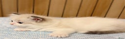 Ragdoll cats for sale: DNA Tested Ragdoll Kitten 1 Male Available  - Advert 17