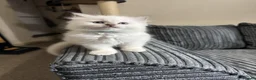 Ragdoll cats for sale: 🐾 TICA registered Ragdoll Kittens 🐾 in Dewsbury - Advert 13
