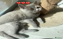 British Shorthair cats for sale: 🐾 TOP QUALLITY LILAC BSH reg GCCF purebred 🐾 - Image 28