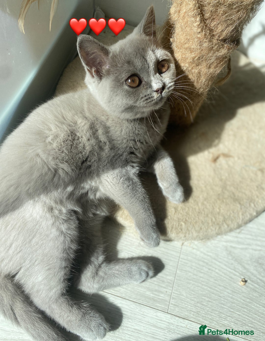 British Shorthair cats for sale: 🐾 TOP QUALLITY LILAC BSH reg GCCF purebred 🐾 - Image 28