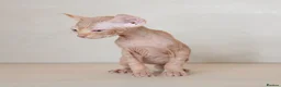 Sphynx cats for sale: Rare tabby champion Sphynx kittens  - Advert 14