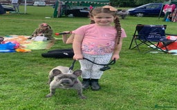 French Bulldog dogs for sale: Blue female French bulldog 2years old - Image 10